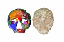 Το παλαιότερο κρανίο Homo Sapiens ανακαλύφθηκε στην Ελλάδα και ίσως αλλάζει όλη την προϊστορία του ανθρώπου