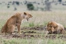 Τα λιοντάρια άλλαξαν: Επιστήμονες ανακάλυψαν μια νέα, αόρατη απειλή - εκτός από τον άνθρωπο