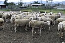 Έξι μήνες φυλακή σε κτηνοτρόφο για κακοποίηση των ζώων του