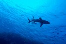 Καρχαρίας 3 μέτρων σκότωσε σέρφερ στην Αυστραλία