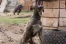 Θεσσαλονίκη: Έδωσε εντολή σε σκύλο πίτμπουλ να επιτεθεί για να μην τον συλλάβουν