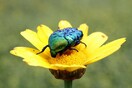 Επιστήμονες προειδοποιούν: Ο άνθρωπος εξαρτάται από τα έντομα -Μειώνονται επικίνδυνα