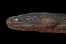 Επιστήμονες ανακάλυψαν ιριδίζον φίδι στο Βιετνάμ
