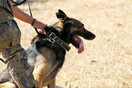 Πολιτείες στις ΗΠΑ αποσύρουν τα σκυλιά της δίωξης επειδή νομιμοποιείται η κάνναβη