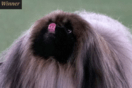 Ο μικρός Γουασάμπι σάρωσε στον διάσημο διαγωνισμό σκύλων του Westminster Kennel Club