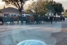 Κοπάδι αγελάδων το έσκασε από σφαγείο- Περιφερόταν ώρες στους δρόμους του Λος Άντζελες