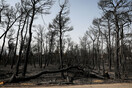 Meteo: Οι πρόσφατες πυρκαγιές έκαψαν το 16% των δασών της Αττικής (Χάρτης)