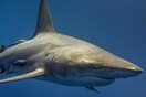 Αυστραλία: Νεκρός σέρφερ μετά από επίθεση καρχαρία