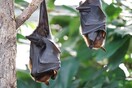 Επιστήμονες αναζητούν την προέλευση του κορωνοϊού σε νυχτερίδες στην Καμπότζη