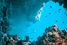 Ινστιτούτο «Αρχιπέλαγος»: Ανακαλύφθηκαν δύο εκτεταμένα δάση μαύρου κοραλλιού σε βάθος 100 μ. - Εντυπωσιακές εικόνες 