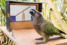 «Αφελείς ρεαλιστές»: Παπαγάλοι έμαθαν να χρησιμοποιούν οθόνες αφής - αλλά δεν ξεχωρίζουν το αληθινό από το εικονικό 