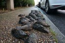 Ισπανία: Εκατοντάδες πουλιά έπεσαν από τον ουρανό πάνω σε πεζούς και οχήματα