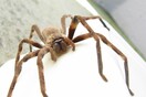 Μια τεράστια αράχνη διέκοψε την live ενημέρωση για τον κορωνοϊό στην Αυστραλία