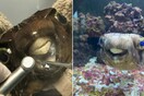 Long in the tooth: Goldie the pufferfish has emergency dental work