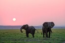 Ουγκάντα: Ελέφαντας ποδοπάτησε και σκότωσε Σαουδάραβα τουρίστα κατά τη διάρκεια ενός σαφάρι 