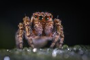 Αρσενικές αράχνες τρέχουν να ξεφύγουν μετά το σεξ για να μη φαγωθούν από τις θηλυκές