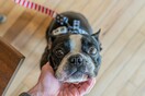 Νέα Υόρκη: Πέρασε νομοσχέδιο που απαγορεύει στα pet shop να πωλούν σκύλους, γάτες και κουνέλια 