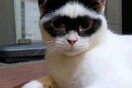 Ένα πανέμορφο γατάκι με φυσική «μάσκα Ζορό» έχει γίνει viral στο TikTok 