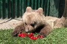 Ο Αρκτούρος πόσταρε βίντεο με τον Θωμά, το ορφανό αρκουδάκι, να τρώει κεράσια και το δίκτυο «έλιωσε» 