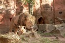 Σίδνεϊ: Πέντε λιοντάρια απέδρασαν από τον χώρο όπου φυλάσσονται σε ζωολογικό κήπο