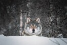 Ολλανδία: Στοχεύουν τους λύκους με paintball για να μην πλησιάζουν τους ανθρώπους 