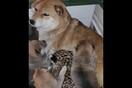 Σκυλίτσα υιοθέτησε ορφανό μωρό λεοπάρδαλη 