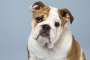Πώς η ακραία αναπαραγωγή αφήνει τα Pugs και τα Bulldogs χωρίς ανάσα