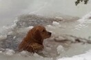 Οικογένεια σε διακοπές έσωσε σκύλο που είχε πέσει σε παγωμένα νερά 