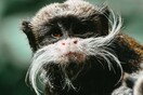 Αγνοούνται δύο πίθηκοι από τον ζωολογικό κήπο του Ντάλας- Και δεν είναι το μόνο ύποπτο περιστατικό