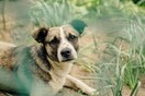 Δράμα: Έκοψε με ψαλίδι τα αυτιά αδέσποτου σκύλου – Συνελήφθη ο δράστης