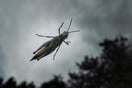 Επιδρομή από ακρίδες στη Ροδόπη- Καταστρέφουν σοδειές και μπαίνουν στα σπίτια