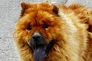 Νέο περιστατικό κακοποίησης ζώου- Έριξαν καυστικό υγρό σε αδέσποτο σκύλο