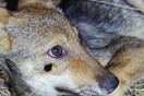 16 περιβαλλοντικές οργανώσεις ανησυχούν για τον πληθυσμό των λύκων στην Ευρώπη 
