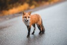 Έβρος: Κάτοικος ταΐζει αλεπού στα καμένα 