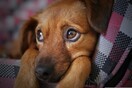 Πυροβολισμός σκύλου στη Ζάκυνθο: Η κηδεμόνας κατηγορείται ως ηθική αυτουργός