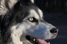 Αράχωβα- Κακοποίηση σκύλου: Άρση απορρήτου και νέες καταθέσεις στις αρχές