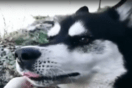 Αράχωβα: Ο κηδεμόνας του Όλιβερ μιλά για την «πρόχειρη ταφή» του σκύλου