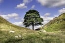 Βρετανία: Εντοπίστηκαν οι ένοχοι της κοπής του δέντρου του «Ρομπέν των Δασών»