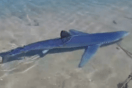 «Βλέπουμε πολλές ταινίες» – Τι λέει η ερευνήτρια του ινστιτούτου «Αρχιπέλαγος» για τον καρχαρία στη Γλυφάδα