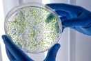 Η επιδημία E. coli στη Βρετανία πιθανότατα συνδέεται με τρόφιμο