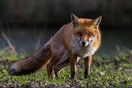 Θεσσαλονίκη: 51χρονος πυροβόλησε και σκότωσε αλεπού - «Αγέλη προκαλεί ζημιές»
