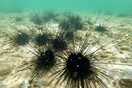 Θαλάσσια πανδημία αχινών επεκτείνεται και απειλεί κοραλλιογενείς υφάλους