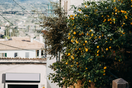 Limonaia Urbana: Ένας λεμονόκηπος γεμάτος γεύσεις και αρώματα στην καρδιά της Αθήνας