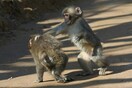 Η ομοφυλοφιλικές σχέσεις ανάμεσα σε ζώα δεν καταγράφονται από τους επιστήμονες, σύμφωνα με νέα έρευνα