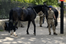Λονδίνο: Άλογα του στρατού ξέφυγαν και έτρεχαν στους δρόμους