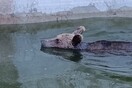 Πίνδος: Αρκούδα εγκλωβίστηκε σε δεξαμενή - Στήθηκε επιχείρηση διάσωσης με ράμπα