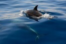 Σάμος: Σκότωσαν βίαια δελφίνι