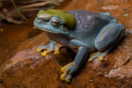 Αυστραλία: Επιστήμονες ανακάλυψαν μεταλλαγμένο μπλε βάτραχο