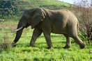 Νότιος Αφρική: Ισπανός τουρίστας ποδοπατήθηκε από ελέφαντες σε εθνικό πάρκο 