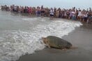 Ο Μπούμπα, μια θαλάσσια χελώνα 170 κλών, επέστρεψε στον Ατλαντικό Ωκεανό